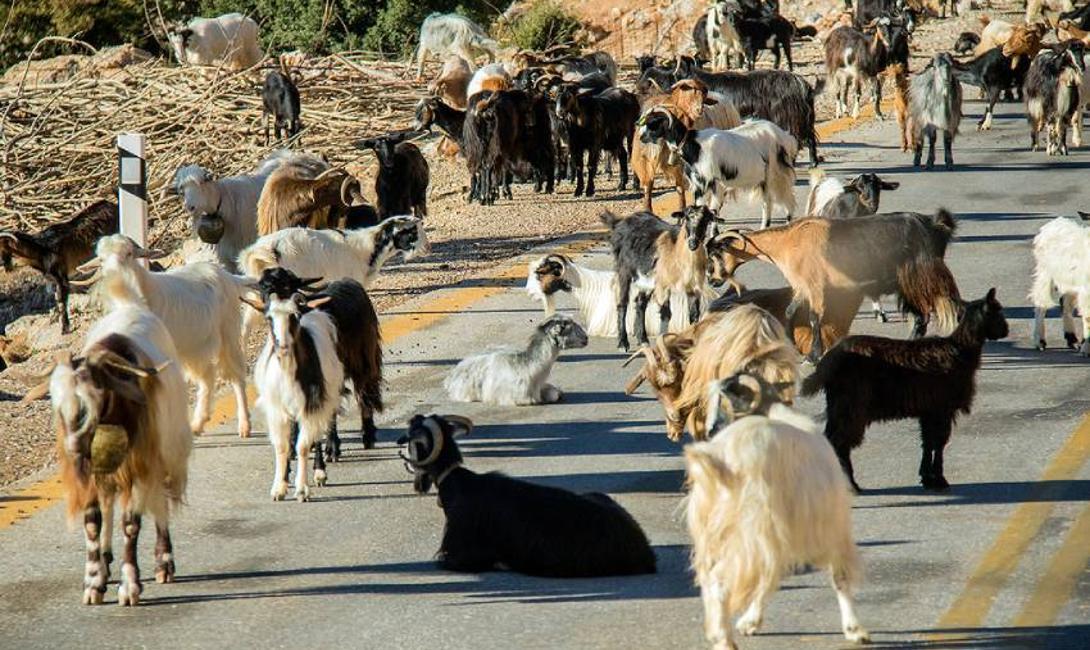 6 Tipps für sicheres Fahren auf Kreta