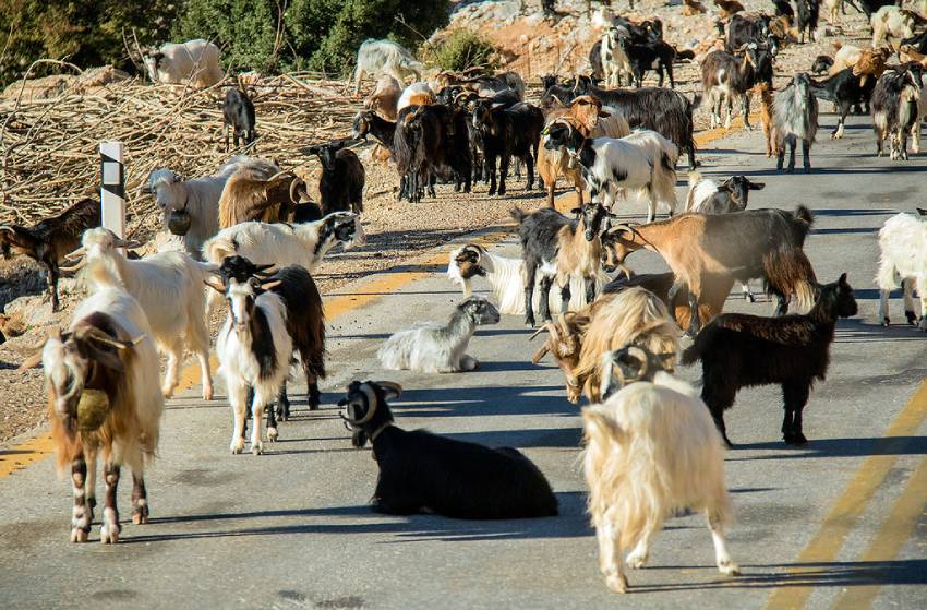 Goats on the road in Crete